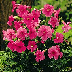 Magnet 3Pagen Incarvillea - dvojostnice