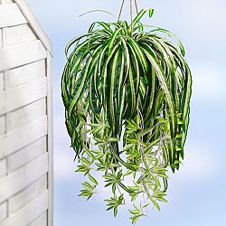 Magnet 3Pagen Zelenec (Chlorophytum)
