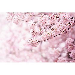 Vliesová fototapeta XXL Sakura 360 x 254 cm, 4 díly